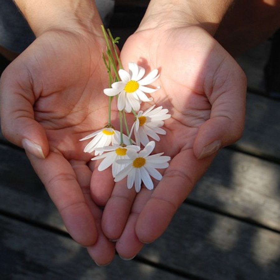 flower-22656_640